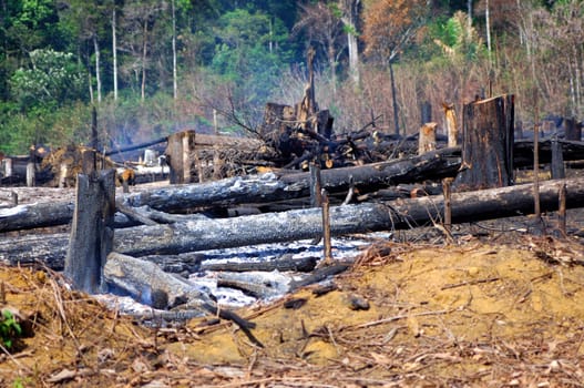 Slash-and-burn agriculture in the Amazon rainforest Brazil