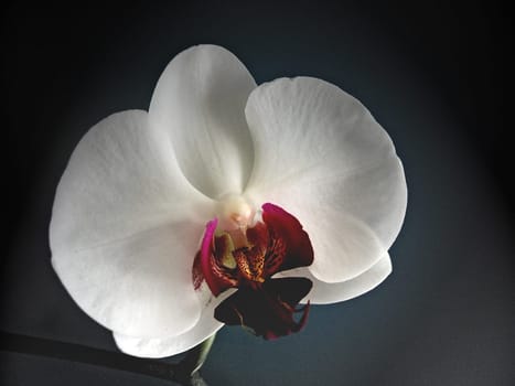 Orchid