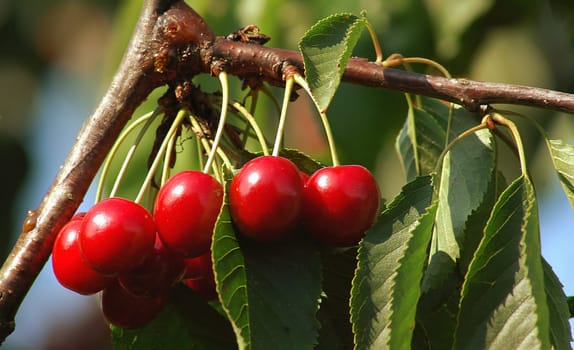 Always delicious - I can't control myself,especially not from the tree in daddy's garden...!