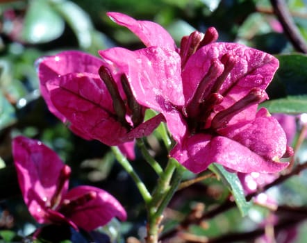 Bougainvillea is a climbing shrub originally from Brazil,now also widespread in subtropical areas as far as the southern Mediterranean region with shoot thorns and broad mostly reddish-purple or salmon-orange bracts