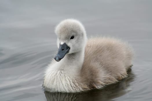 Cuddly soft