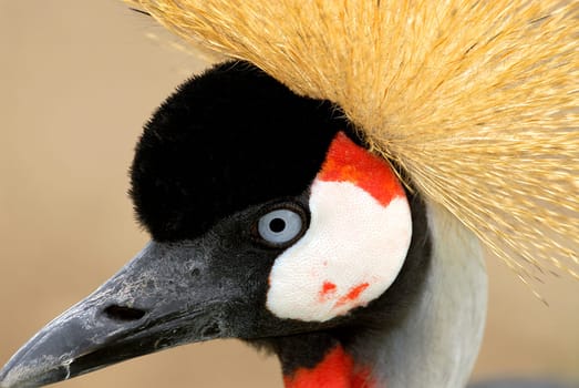 Crowned crane