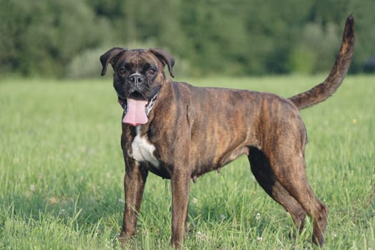 Boxer stands in front of forest on meadow