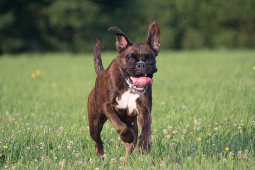 Boxer running over Kleefeld