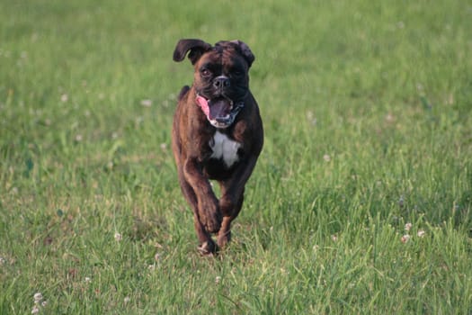 Boxer running over meadow