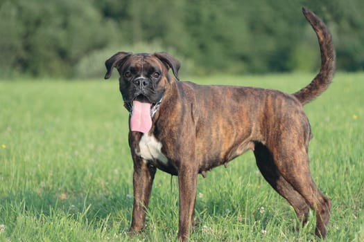 Boxer stands in front of forest on meadow