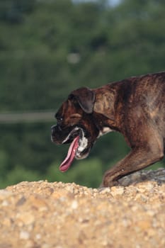 Boxer pursues trail on mound of earth