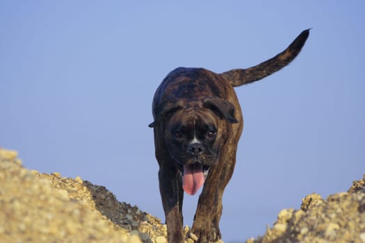 Boxer pursues trail on mound of earth