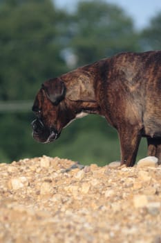 Boxer pursues trail on mound of earth