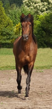 Pura Raza Espanola
