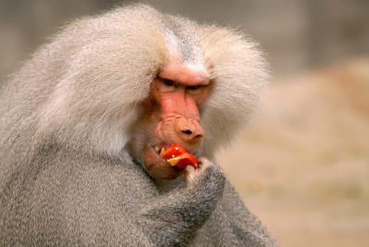 Baboon