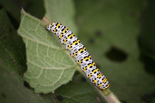 Caterpillar of the mullein monk,an inconspicuous moth