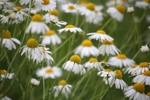 Chamomile in a meadow