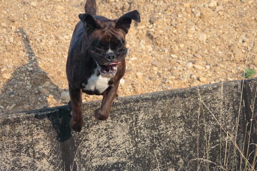 Jump from the wall