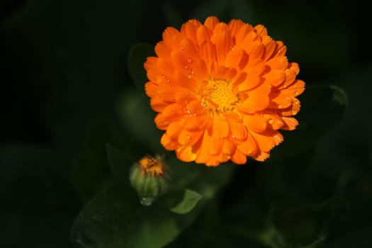 Calendula officinalis