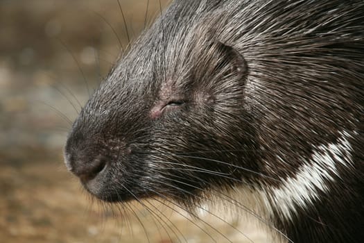 Common porcupine (Hystrix cristata)