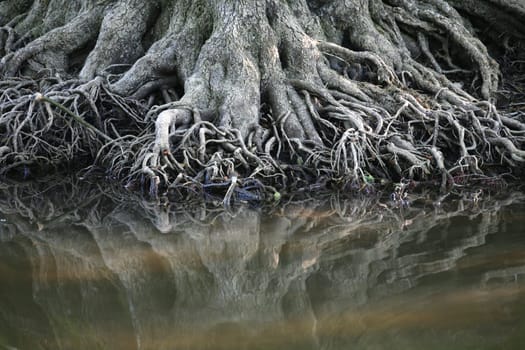 Mighty deciduous tree on the shore of a lake