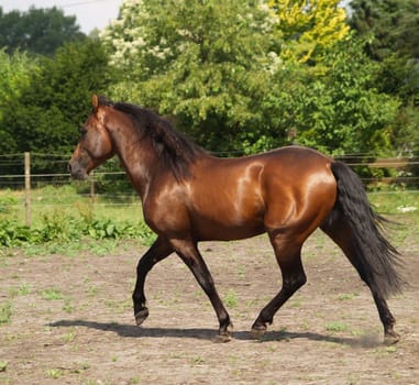 STALLION