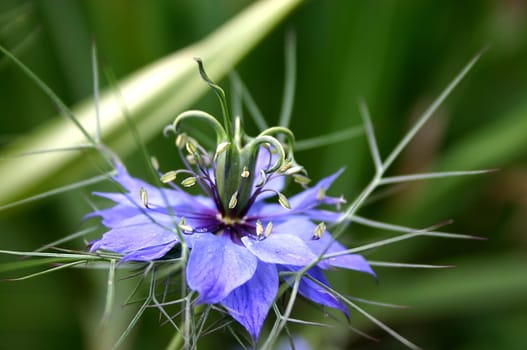 Nigella