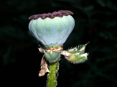 Somehow beautiful even without petals.
