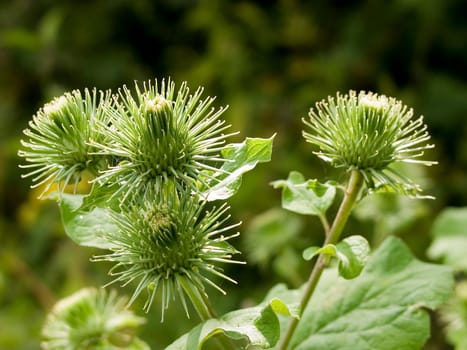 Burdock