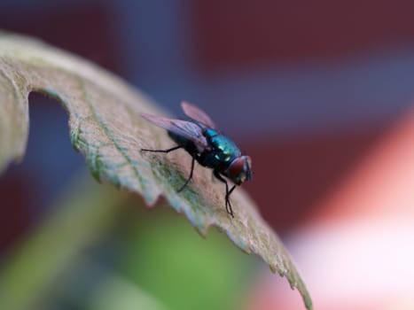 Fly