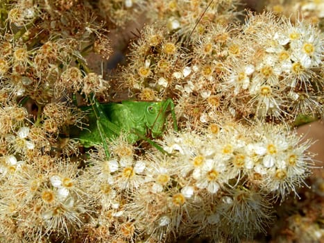 Large hayhorse in a sea of flowers