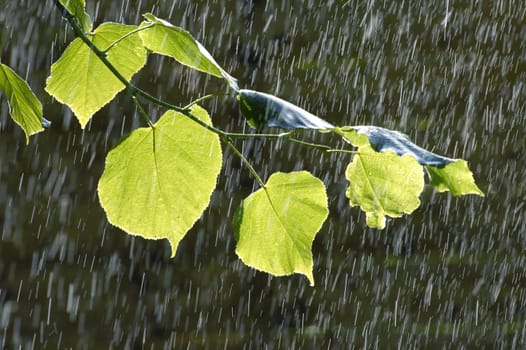 Leaves in the rain
