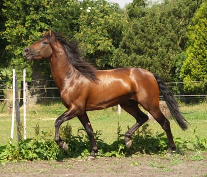 neighing stallion at a trot