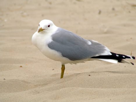 Gull
