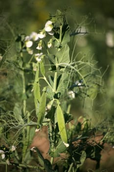 Field with vegetable peas