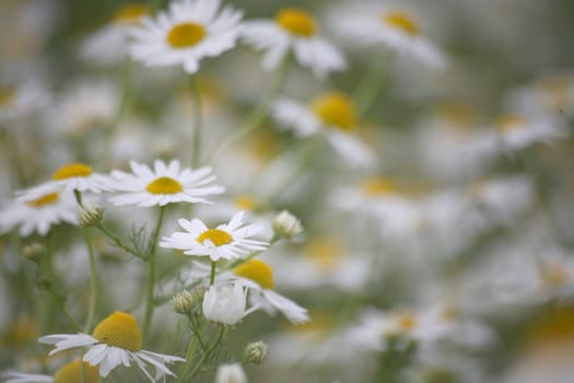 Chamomile in a meadow