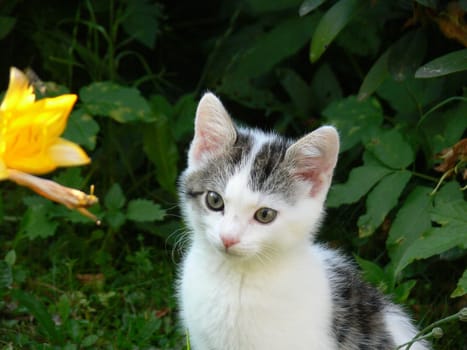 The curious Buffy