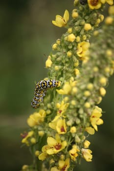 Caterpillar of the mullein monk,an inconspicuous moth