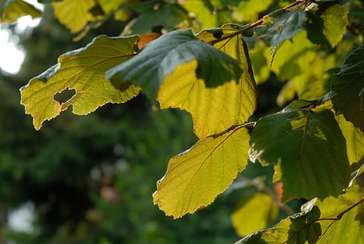 Hazelnut leaves in backlight