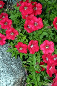 Rockery