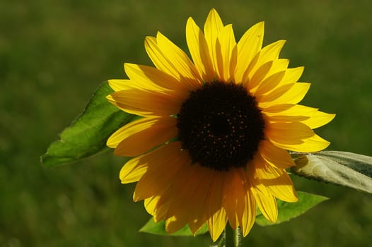 Sunshine