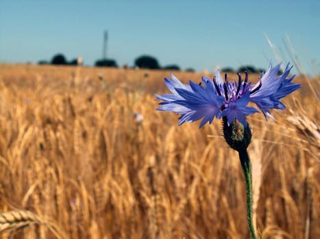 Cornflower