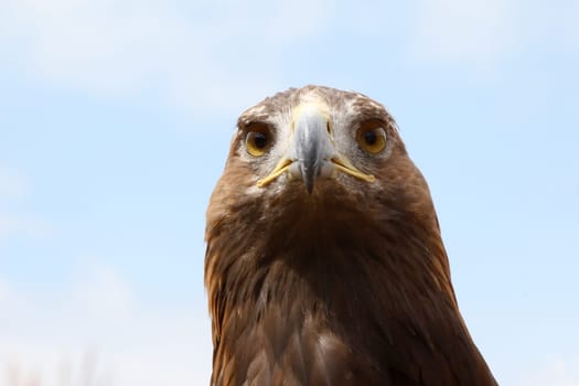 Eagle portrait