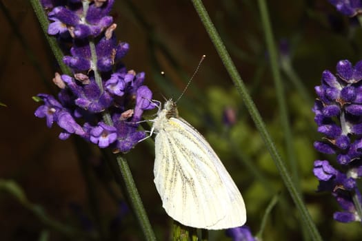 Cabbage white