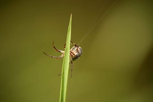 Cross spider on a blade of grass at work (the production of a spinning thread)