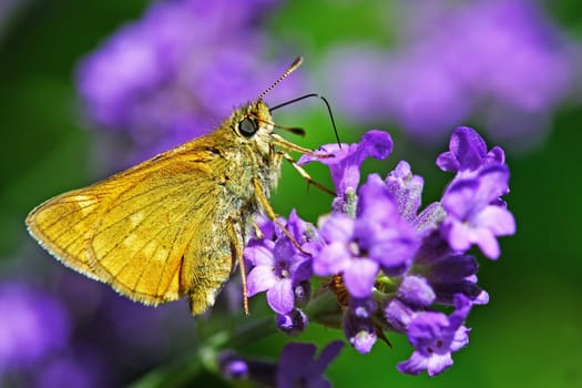 Skipper