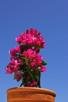bougainvillea