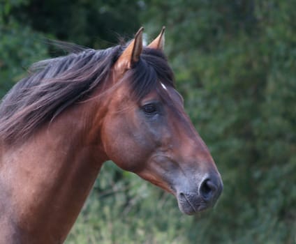 handsome STALLION