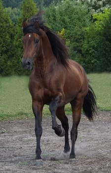 Gallop