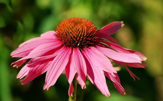 Red coneflower