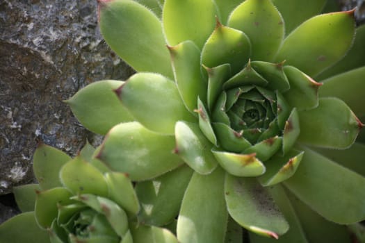 Houseleek (Sempervivum tectorum)
