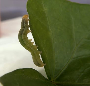 Caterpillar Hungry