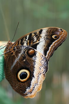 Banana butterfly