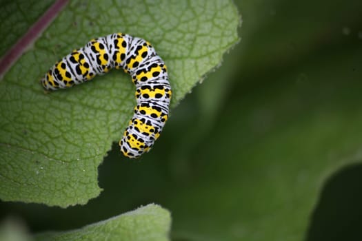 Caterpillar of the mullein monk,an inconspicuous moth